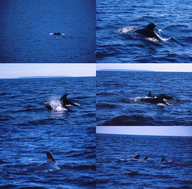 dauphins04.jpg