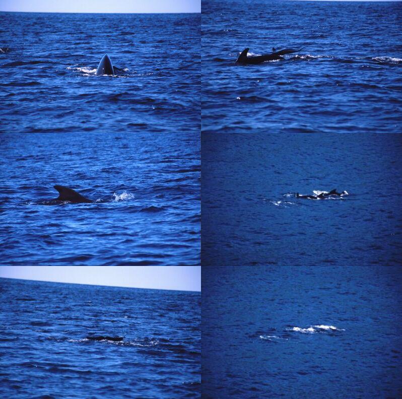 dauphins05.jpg